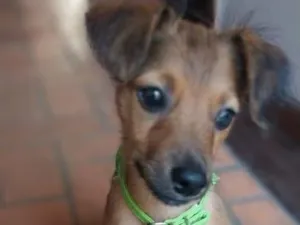 Cachorro raça SRD-ViraLata idade 2 a 6 meses nome MEL