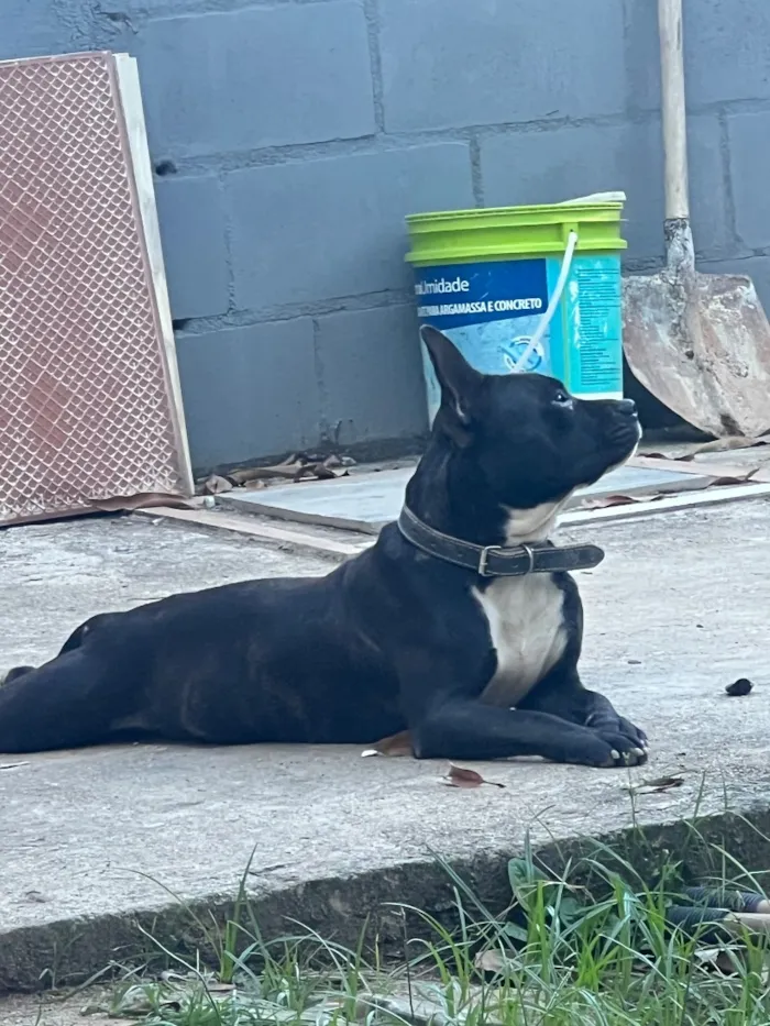 Cachorro raça SRD-ViraLata idade 1 ano nome Eu Chamo ele de Breu