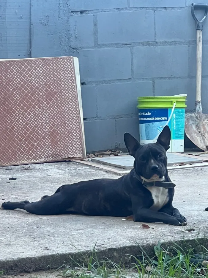 Cachorro raça SRD-ViraLata idade 1 ano nome Eu Chamo ele de Breu