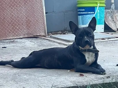 Cachorro raça SRD-ViraLata idade 1 ano nome Eu Chamo ele de Breu