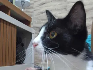 Gato raça SRD-ViraLata idade 2 a 6 meses nome Júlia