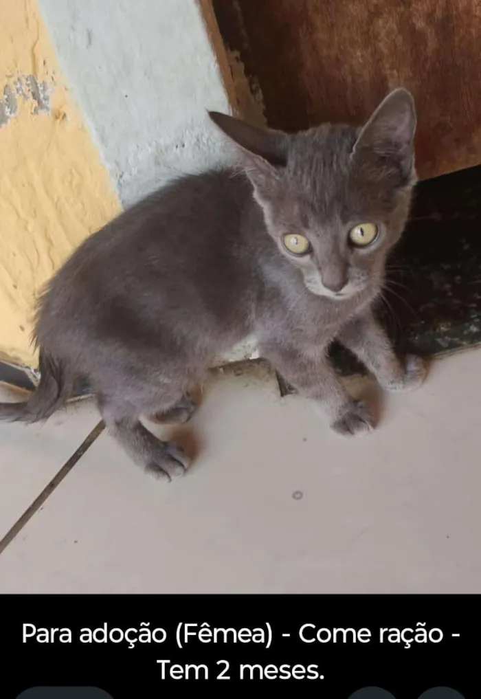 Gato raça SRD-ViraLata idade 2 a 6 meses nome MYAG