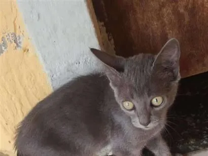 Gato raça SRD-ViraLata idade 2 a 6 meses nome MYAG