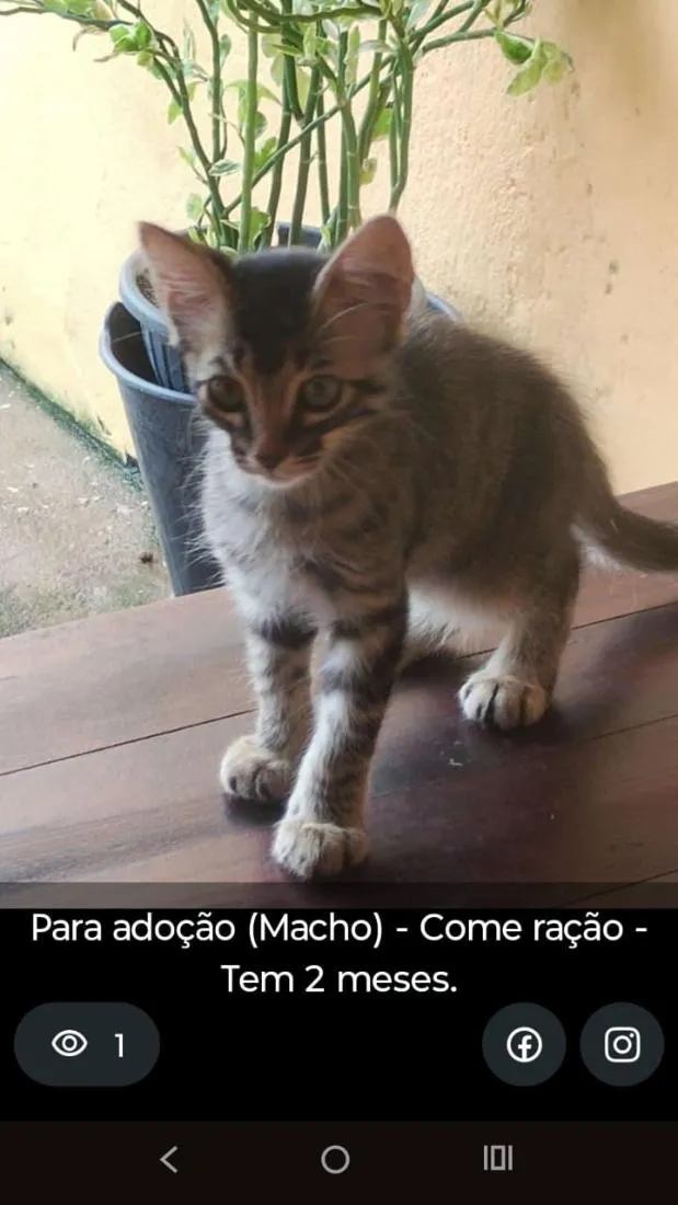 Gato raça SRD-ViraLata idade 2 a 6 meses nome RAJADO