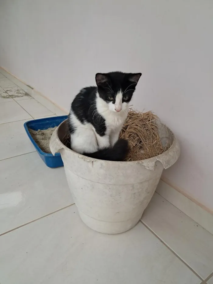 Gato raça SRD-ViraLata idade 2 a 6 meses nome sem nomes ainda. 