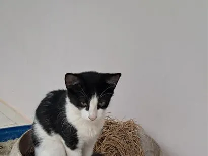 Gato raça SRD-ViraLata idade 2 a 6 meses nome sem nomes ainda. 