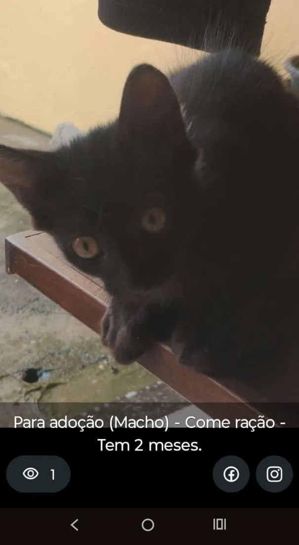 Gato raça SRD-ViraLata idade 2 a 6 meses nome RAIMUNDO NETO