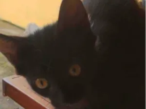 Gato raça SRD-ViraLata idade 2 a 6 meses nome RAIMUNDO NETO