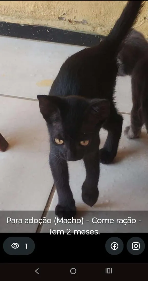 Gato raça SRD-ViraLata idade 2 a 6 meses nome FRANCISCO JUNIOR