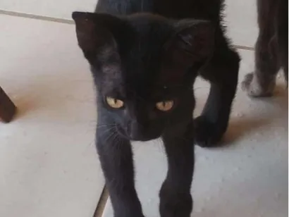 Gato raça SRD-ViraLata idade 2 a 6 meses nome FRANCISCO JUNIOR