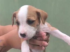 Cachorro raça SRD-ViraLata idade Abaixo de 2 meses nome Cleópatra 