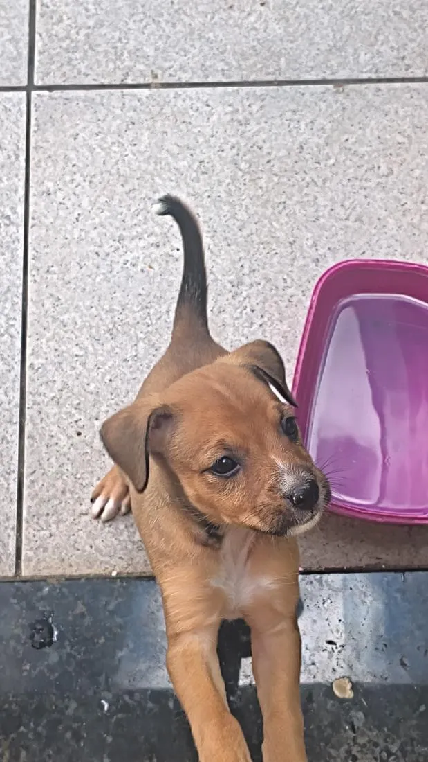 Cachorro raça SRD-ViraLata idade 2 a 6 meses nome Deisi