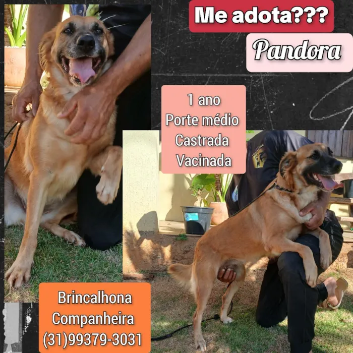 Cachorro raça SRD-ViraLata idade 1 ano nome Pandora