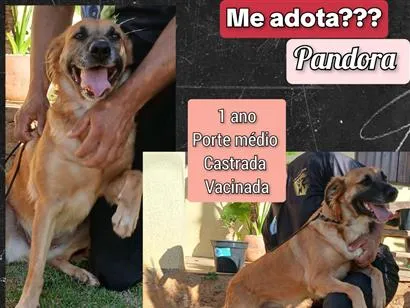 Cachorro raça SRD-ViraLata idade 1 ano nome Pandora