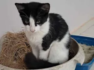 Gato raça SRD-ViraLata idade 2 a 6 meses nome sem nomes ainda. 