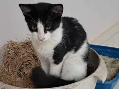 Gato raça SRD-ViraLata idade 2 a 6 meses nome sem nomes ainda. 