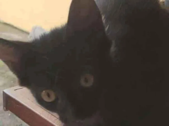 Gato raça SRD-ViraLata idade 2 a 6 meses nome RAIMUNDO NETO