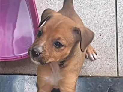 Cachorro raça SRD-ViraLata idade 2 a 6 meses nome Deisi