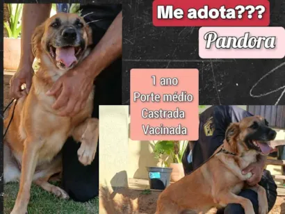 Cachorro raça SRD-ViraLata idade 1 ano nome Pandora