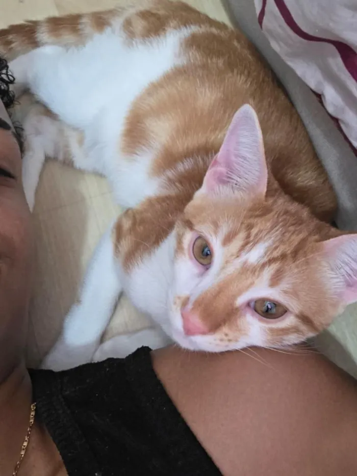 Gato raça SRD-ViraLata idade 2 a 6 meses nome Sem nome