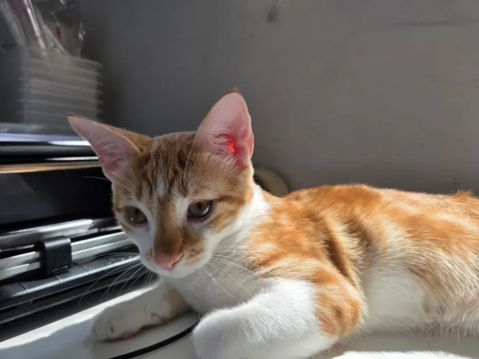 Gato raça SRD-ViraLata idade 2 a 6 meses nome Sem nome