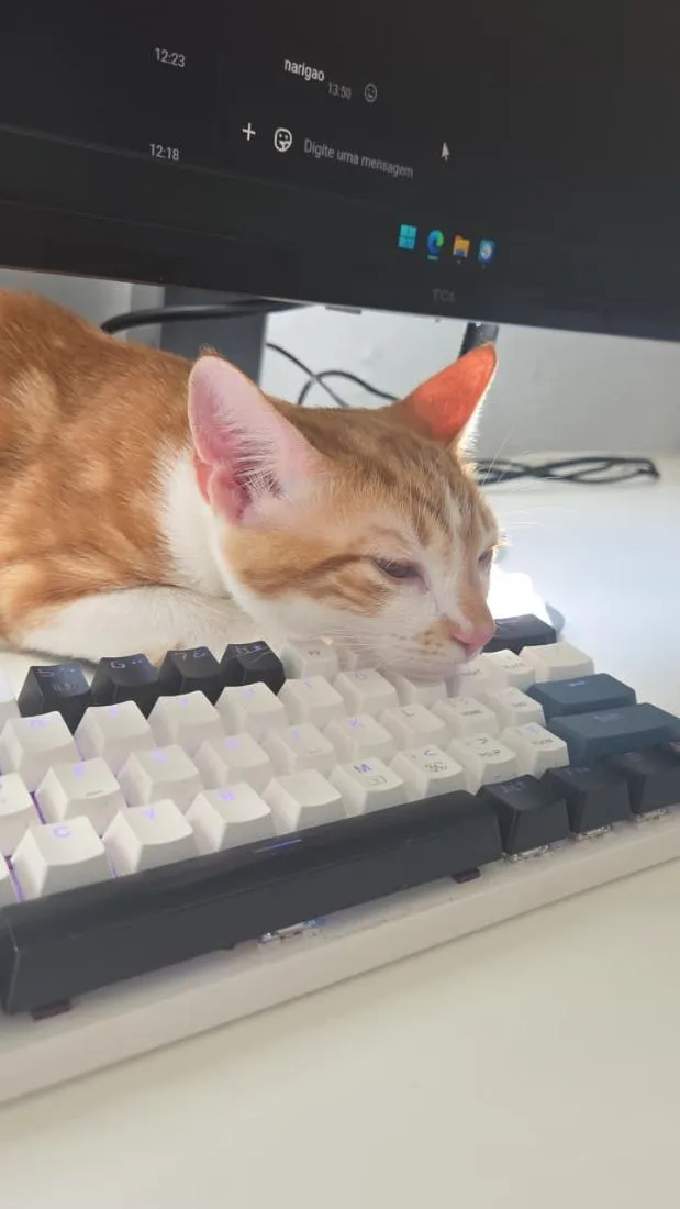 Gato raça SRD-ViraLata idade 2 a 6 meses nome Sem nome