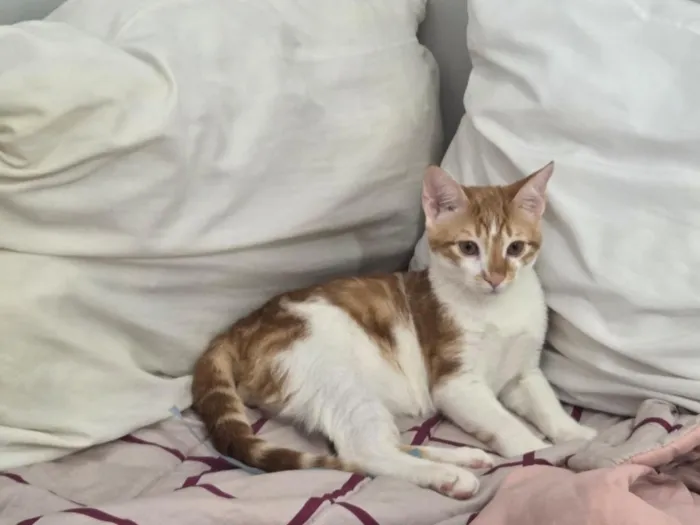 Gato raça SRD-ViraLata idade 2 a 6 meses nome Sem nome