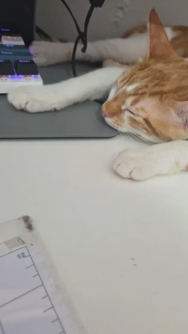 Gato raça SRD-ViraLata idade 2 a 6 meses nome Sem nome