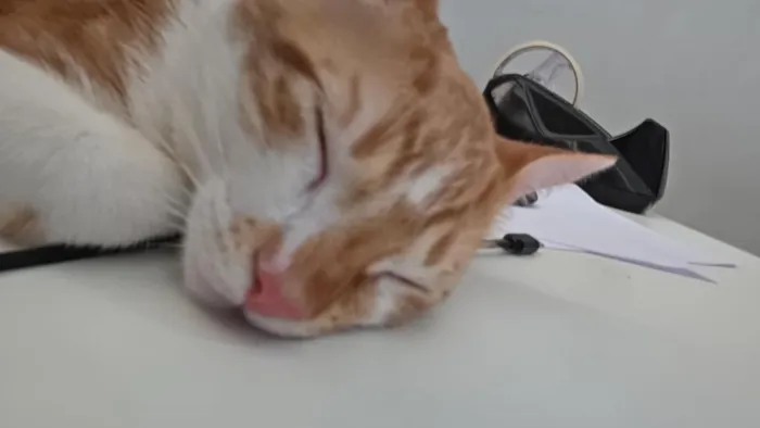 Gato raça SRD-ViraLata idade 2 a 6 meses nome Sem nome