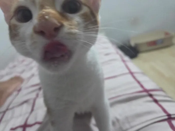 Gato raça SRD-ViraLata idade 2 a 6 meses nome Sem nome