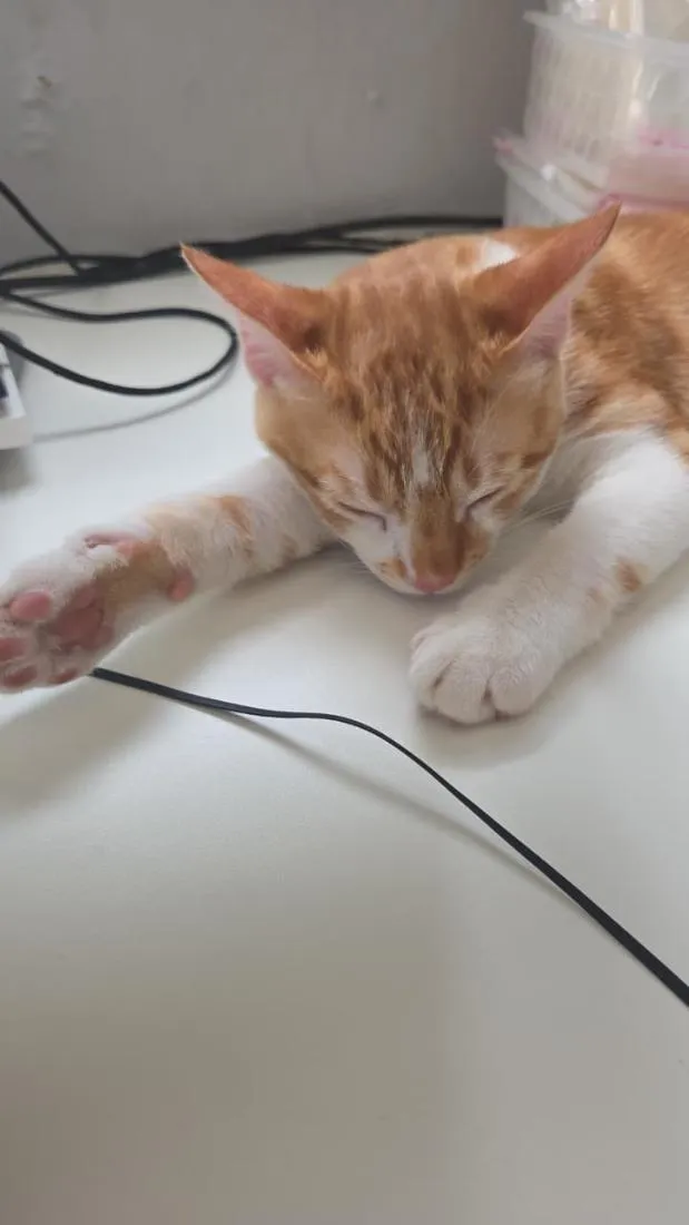 Gato raça SRD-ViraLata idade 2 a 6 meses nome Sem nome