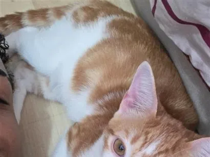 Gato raça SRD-ViraLata idade 2 a 6 meses nome Sem nome