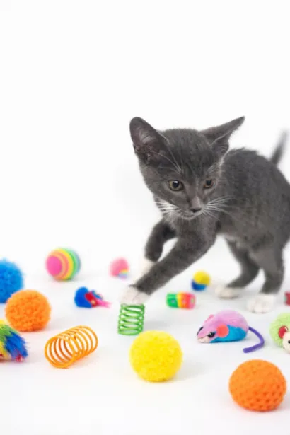 Gato raça SRD-ViraLata idade 2 a 6 meses nome leo