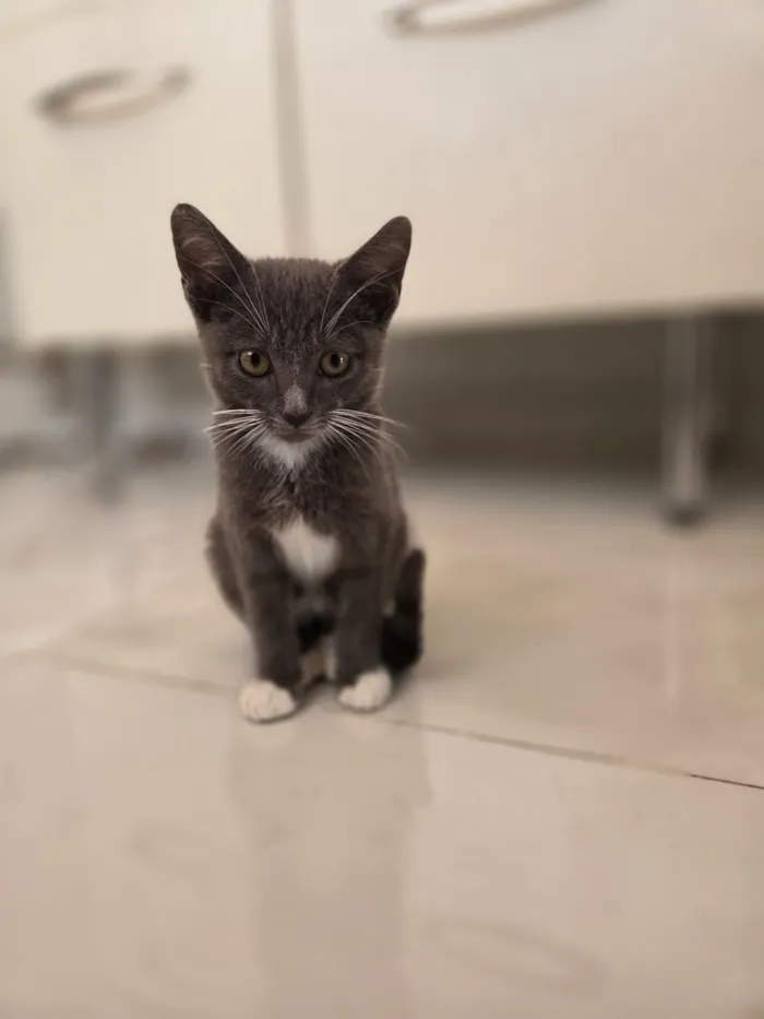 Gato raça SRD-ViraLata idade 2 a 6 meses nome leo