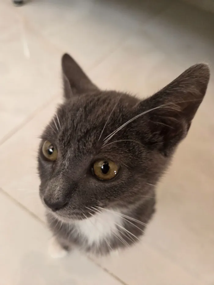 Gato raça SRD-ViraLata idade 2 a 6 meses nome leo