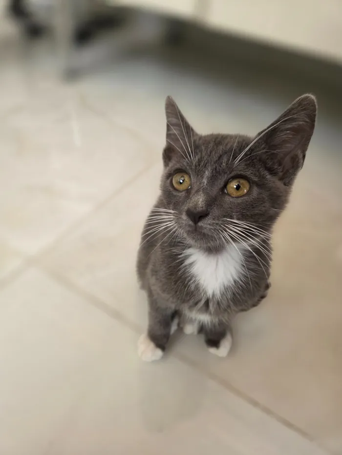 Gato raça SRD-ViraLata idade 2 a 6 meses nome leo