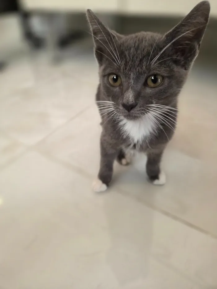 Gato raça SRD-ViraLata idade 2 a 6 meses nome leo