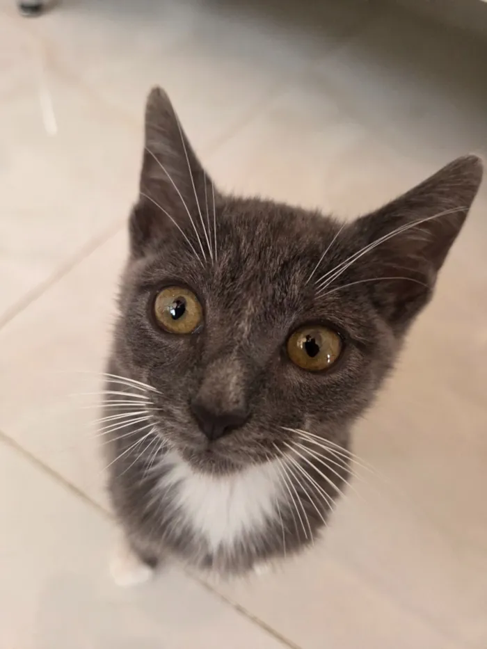 Gato raça SRD-ViraLata idade 2 a 6 meses nome leo