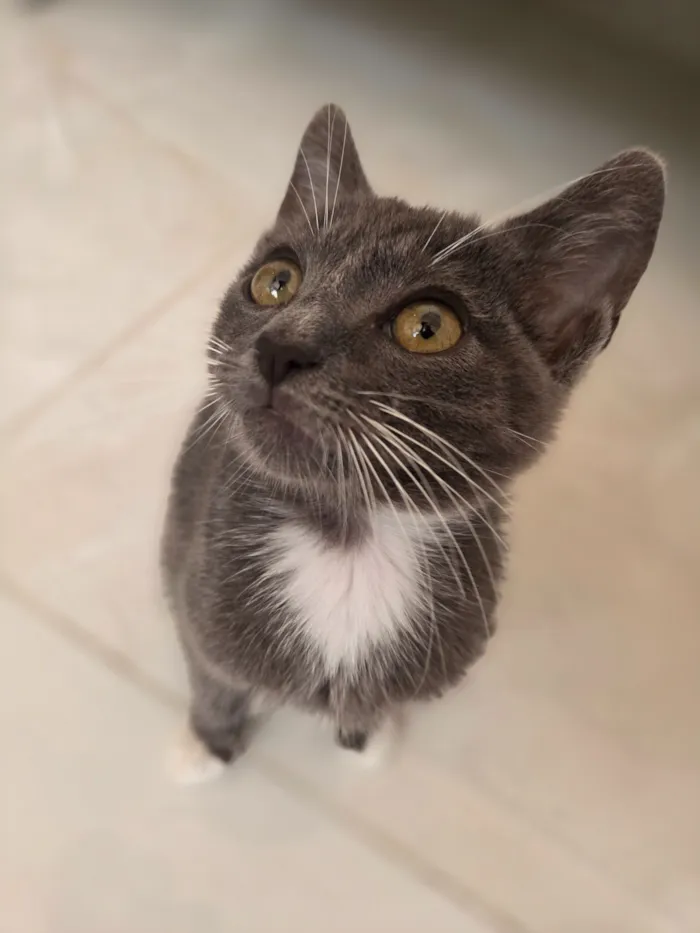 Gato raça SRD-ViraLata idade 2 a 6 meses nome leo