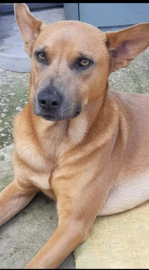 Cachorro raça SRD-ViraLata idade 6 ou mais anos nome Puma 