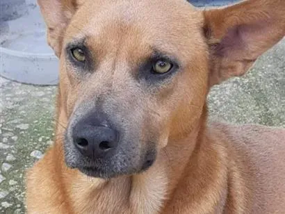 Cachorro raça SRD-ViraLata idade 6 ou mais anos nome Puma 