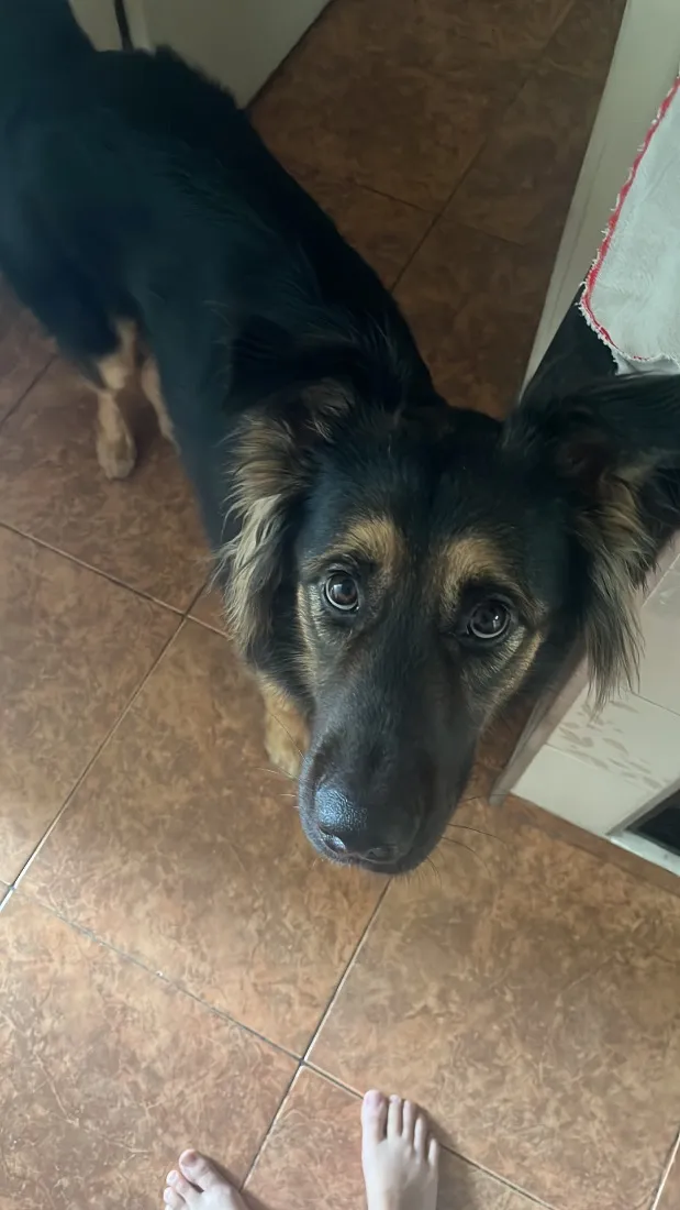 Cachorro raça SRD-ViraLata idade 3 anos nome Apollo