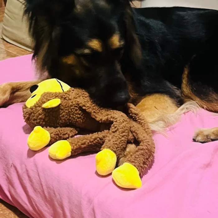 Cachorro raça SRD-ViraLata idade 3 anos nome Apollo