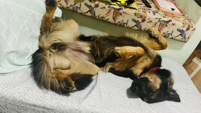 Cachorro raça SRD-ViraLata idade 3 anos nome Apollo