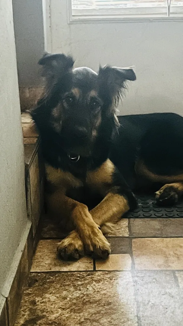 Cachorro raça SRD-ViraLata idade 3 anos nome Apollo