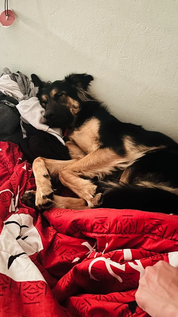 Cachorro raça SRD-ViraLata idade 3 anos nome Apollo