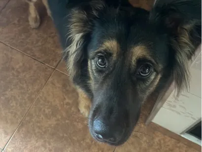 Cachorro raça SRD-ViraLata idade 3 anos nome Apollo