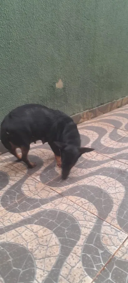 Cachorro raça SRD-ViraLata idade  nome Não sei informar