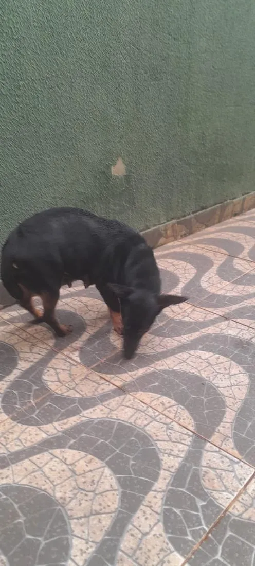 Cachorro raça SRD-ViraLata idade  nome Não sei informar
