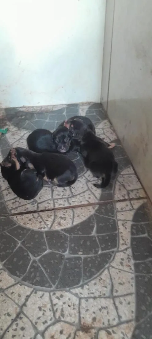 Cachorro raça SRD-ViraLata idade Abaixo de 2 meses nome Não possuem.